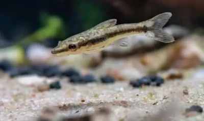 Otocinclus Catfish