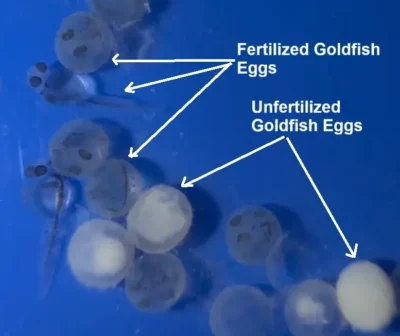 Picture showing fertilized and unfertilized goldfish eggs