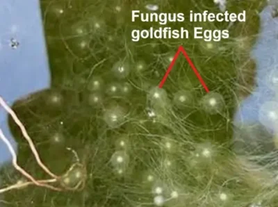 fungus infected Goldfish Eggs