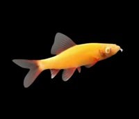 GloFish
