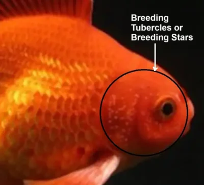 goldfish breeding starts on gills 