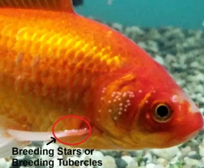goldfish breeding stars on pectoral fins 