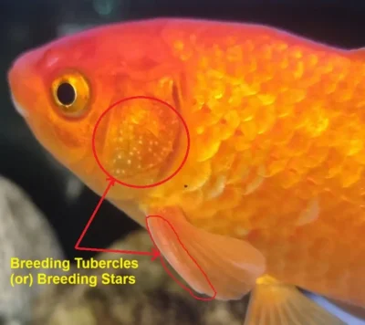 goldfish breeding tubercles or breeding stars on gill covers and pectoral fins