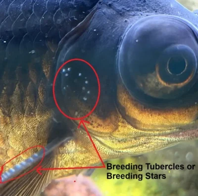 goldfish breeding tubercles or breeding stars on pectoral fins and gill covers