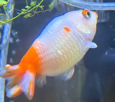 goldfish with dropsy