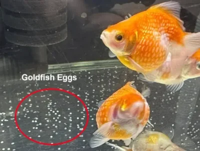goldfish eggs laid in a tank