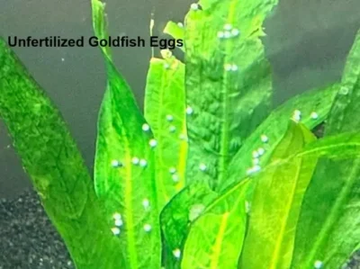 goldfish eggs looking cloudy and affected due to fungus