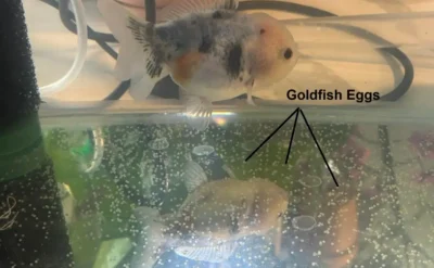 goldfish eggs scattered in fish tank