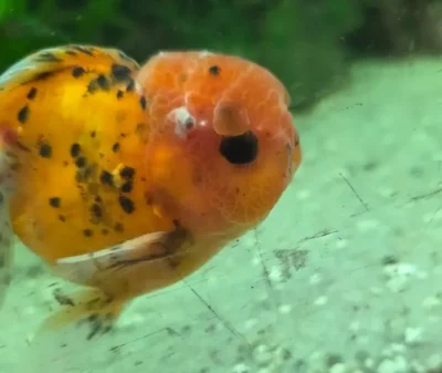 goldfish with fungal infection