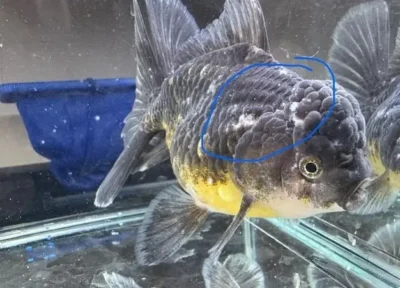 goldfish infected with fungus 