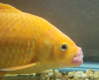 goldfish mouth Rot
