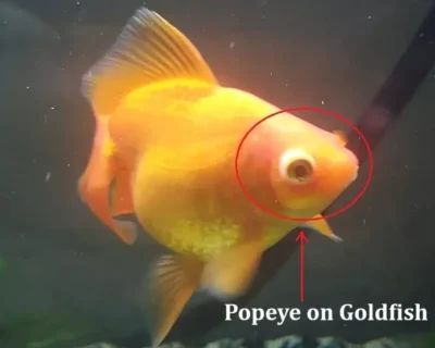 goldfish popeye