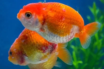 goldfish red pest disease Haemorrhagic Septicemia