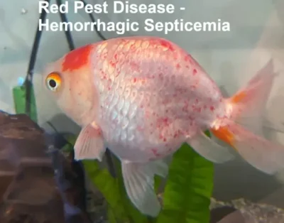 goldfish red pest disease -Haemorrhagic Septicemia