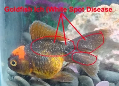 goldfish with Ich throughout the body (white spot disease)