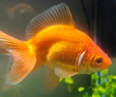 goldfish with a bent spine 