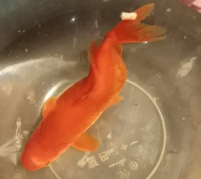 goldfish with a bent spine S- shaped 