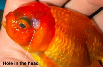 goldfish with a hole in the head