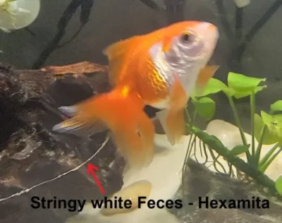 goldfish with hexamita- stringy feces