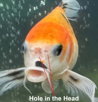 goldfish with hole in the head