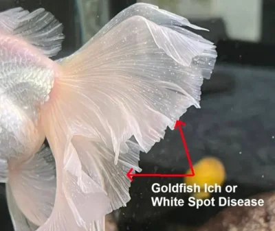 goldfish with ich on fins 