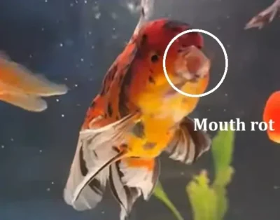 goldfish with mouth rot