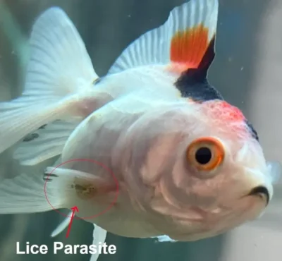 lice on a goldfish