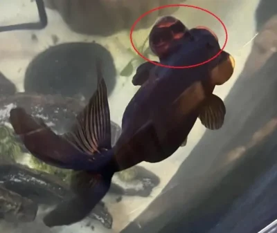popeye disease on goldfish