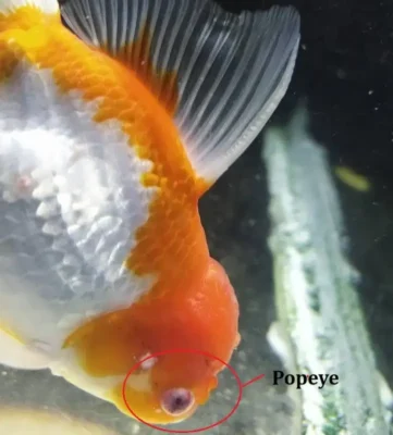 goldfish with popeye disease