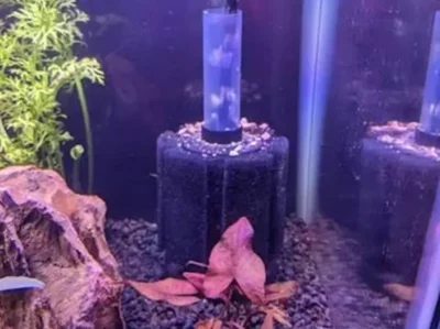 sponge filter in tank