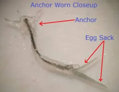 Anchor worm closeup view
