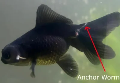 Anchor worm in Goldfish 