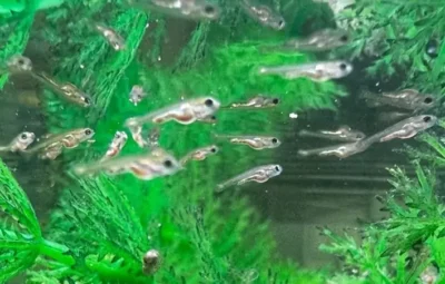 Baby Goldfish