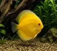 Discus