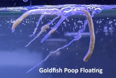 Goldfish poop floating 