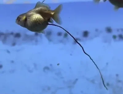 Goldfish with long trailing poop 