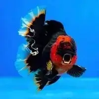 Goldfish
