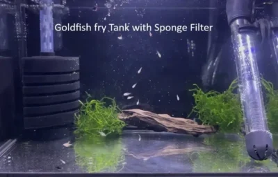 Goldfish fry tank with sponge filter 