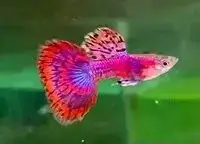Guppies