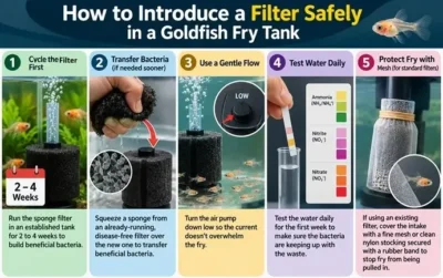 steps on how to introduce a filter safely in a goldfish fry tank 