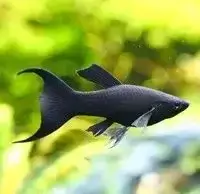 Molly Fish