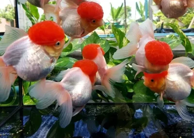 Red Cap Thai orandas