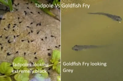 Tadpole vs Goldfish Fry in Pond