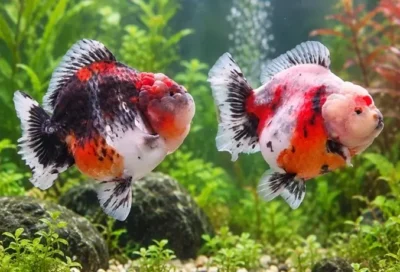 Thai Short Tail Orandas 