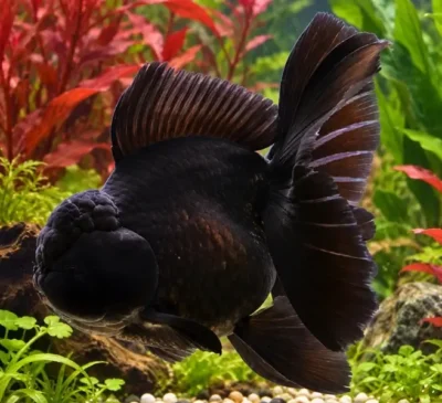 Black Thai Oranda 