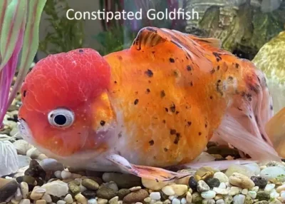 constipated goldfish 