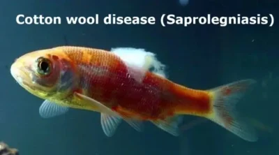 cotton wool disease in goldfish