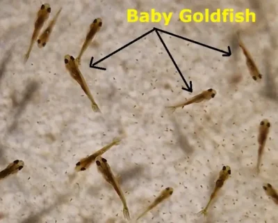 goldfish babies