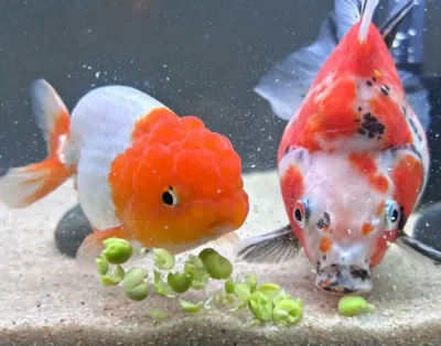 goldfish eating deshelled peas 