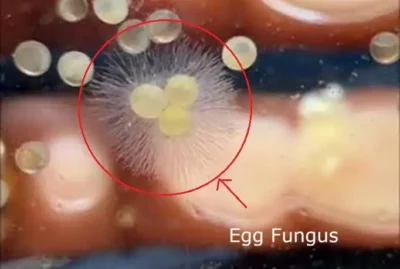 goldfish egg fungus